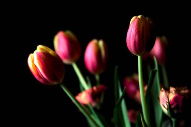 Karanlıkta bir buket lale ve gülün yakınına.