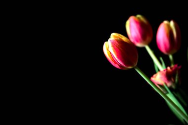 Karanlıkta bir buket lale ve gülün yakınına.