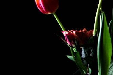 Karanlıkta bir buket lale ve gülün yakınına.