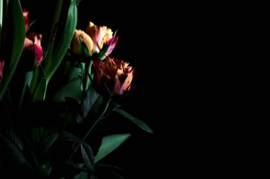 Karanlıkta bir buket lale ve gülün yakınına.