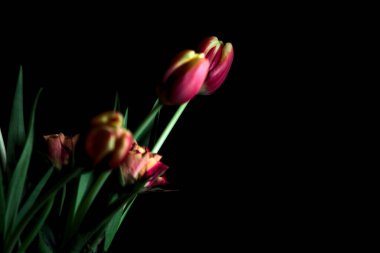 Karanlıkta bir buket lale ve gülün yakınına.