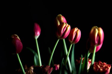 Karanlıkta bir buket lale ve gülün yakınına.