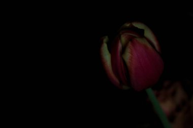 Karanlıkta bir buket lale ve gülün yakınına.