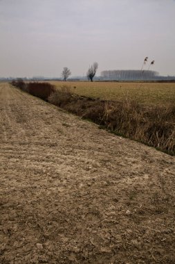 Kışın bulutlu bir günde İtalya kırsalında çıplak ağaçlarla kaplı tarlalar.