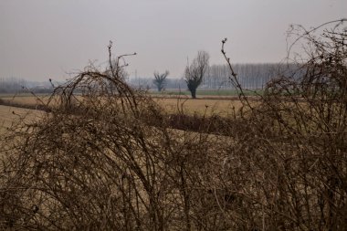 Kışın bulutlu bir günde İtalya kırsalında çıplak ağaçlarla kaplı tarlalar.