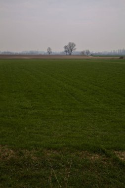 İtalya kırsalında kışın ağaçlarla kaplı ekili tarlalar.