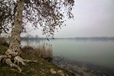 Kışın sisli bir günde gölün kıyısında çıplak ağaçlar.