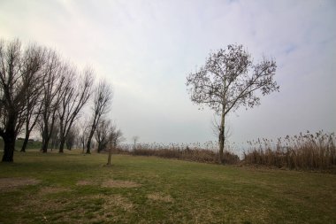 Kışın sisli bir günde gölün kıyısında çıplak ağaçlar.