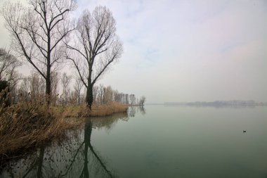 Kışın sisli bir günde çıplak ağaçlar ve gölün kıyısındaki yansımaları.