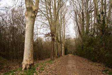 Kışın sonlarında bir İtalyan kasabasının yanındaki bir ormanlık alanda toprak yol.