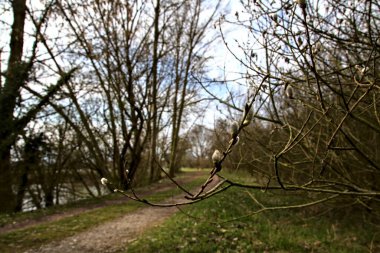 İtalya kırsalındaki bir parkta kışın sonunda çıplak ağaçlarla çevrili bir gölün kıyısındaki toprak patika.