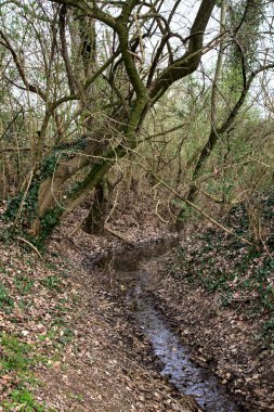 Parkta akan su. Düşen yapraklarla kaplı bir yatakta.