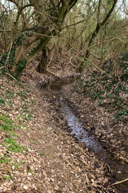 Parkta akan su. Düşen yapraklarla kaplı bir yatakta.