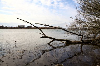 Karabatak, kışın sonlarında bulutlu bir günde gölün kıyısındaki bir ağacın çıplak dalında oturuyor.
