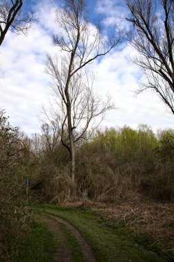 Kışın sonlarında bir İtalyan kasabasının yanındaki bir ormanlık alanda toprak yol.