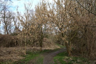 Kışın sonlarında bir İtalyan kasabasının yanındaki bir ormanlık alanda toprak yol.