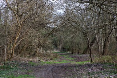 Kışın sonlarında bir İtalyan kasabasının yanındaki bir ormanlık alanda toprak yol.