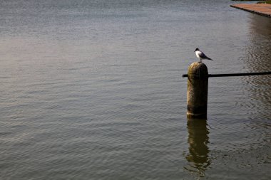 Martı, İtalya 'nın kırsalında, bir gölün kıyısındaki beton bir kutupta oturuyor.
