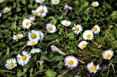 Çimlerde açan papatyalar