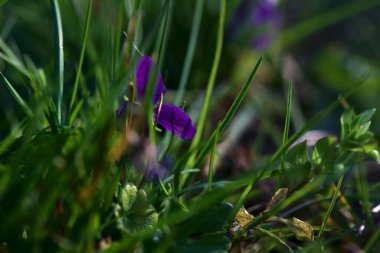 Bir tarlada çiçek açan menekşenin yakın çekimi