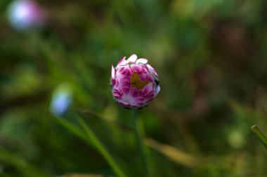 Yanındaki çiy damlalarıyla tamamen açılmamış bir papatyanın yakın çekimi.