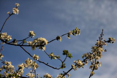 Arkaplan olarak açık bir gökyüzü ile çiçek açan erik ağacı dalı