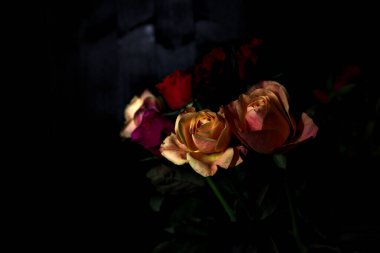 Siyah bir arka planda çeşitli renklerde güller