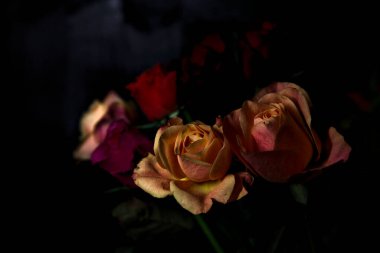 Siyah bir arka planda çeşitli renklerde güller