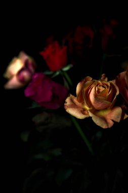 Siyah bir arka planda çeşitli renklerde güller