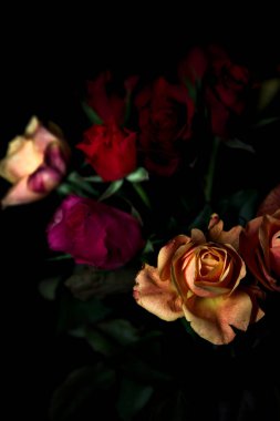 Siyah bir arka planda çeşitli renklerde güller