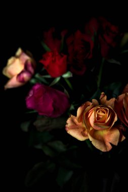 Siyah bir arka planda çeşitli renklerde güller