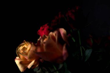 Siyah bir arka planda çeşitli renklerde güller