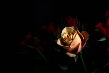 Siyah bir arka planda çeşitli renklerde güller