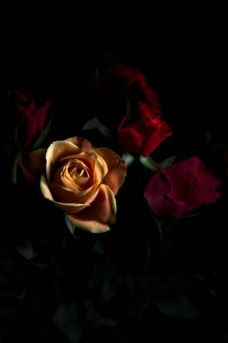 Siyah bir arka planda çeşitli renklerde güller