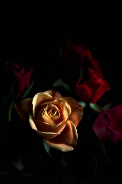 Siyah bir arka planda çeşitli renklerde güller