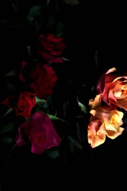 Siyah bir arka planda çeşitli renklerde güller