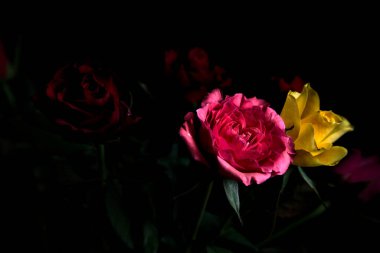 Siyah bir arka planda çeşitli renklerde güller