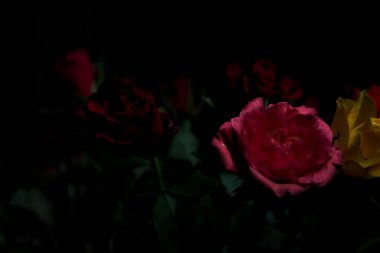 Siyah bir arka planda çeşitli renklerde güller