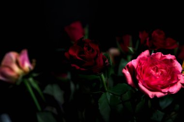 Siyah bir arka planda çeşitli renklerde güller