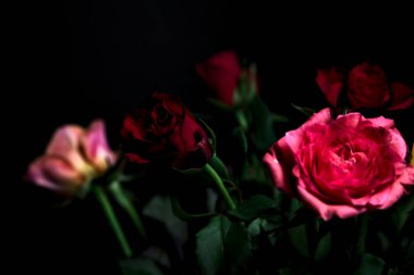 Siyah bir arka planda çeşitli renklerde güller