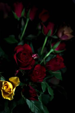 Siyah bir arka planda çeşitli renklerde güller