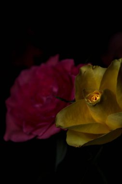 Siyah bir arka planda çeşitli renklerde güller