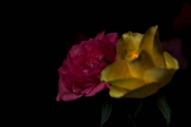 Siyah bir arka planda çeşitli renklerde güller