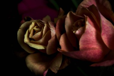 Siyah bir arka planda çeşitli renklerde güller