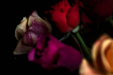 Siyah bir arka planda çeşitli renklerde güller