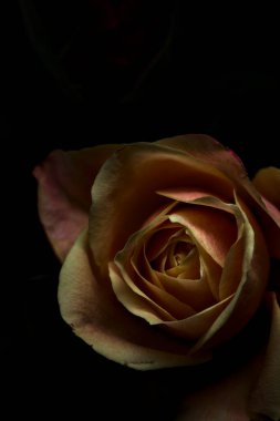 Siyah bir arka planda çeşitli renklerde güller