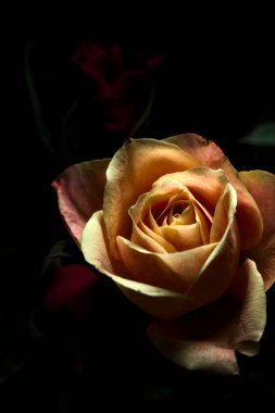 Siyah bir arka planda çeşitli renklerde güller