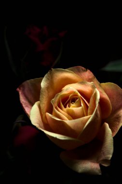 Siyah bir arka planda çeşitli renklerde güller