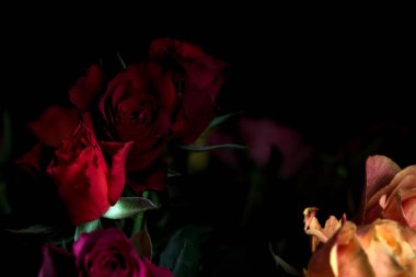 Siyah bir arka planda çeşitli renklerde güller