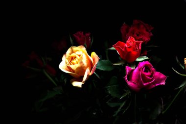 Siyah bir arka planda çeşitli renklerde güller